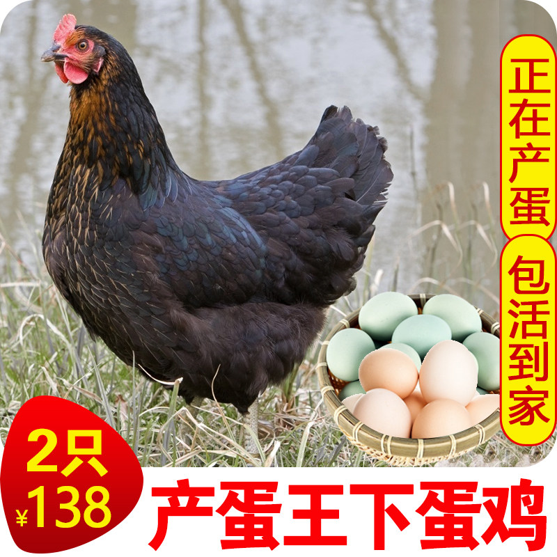 散养高产蛋王鸡黑凤下蛋鸡活鸡包活到家粉绿壳蛋活体母鸡麻羽土鸡,水产肉类/新鲜蔬果/熟食,整鸡/整鸡制品,淘宝优惠券,粉丝福利购,淘宝优惠卷