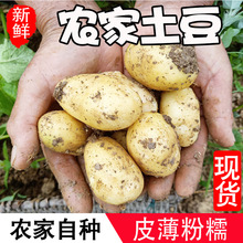 湖北恩施现挖新鲜土豆5斤土豆农产品农家黄心马铃薯大蔬菜洋芋10