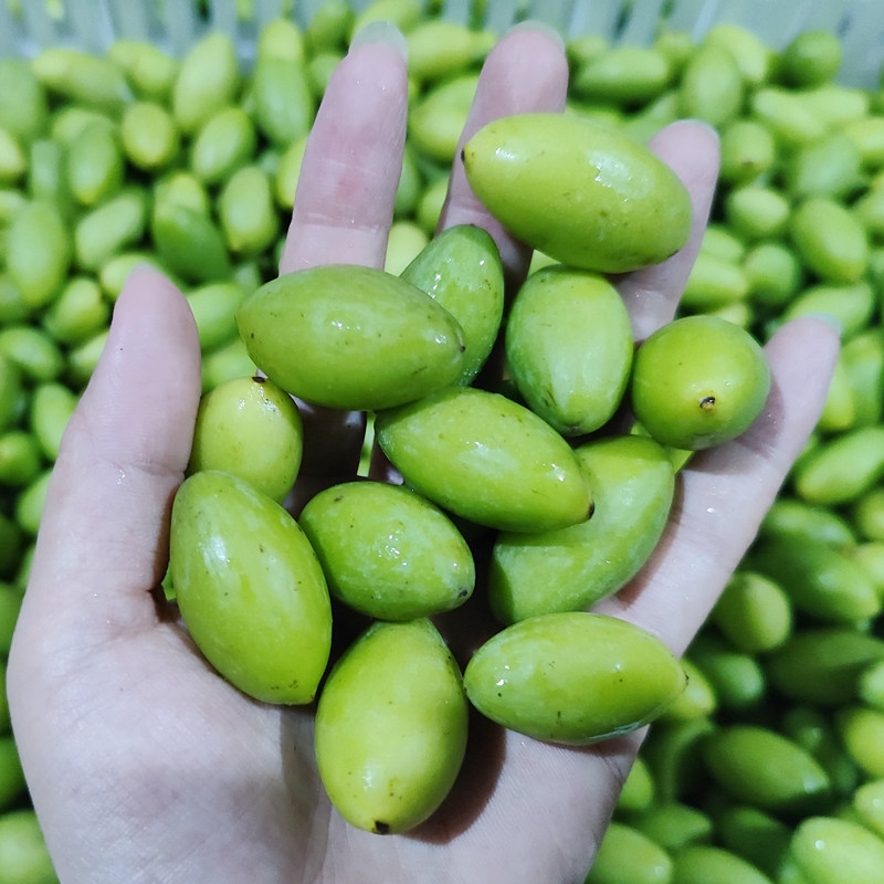 老树大果合江新鲜青果橄榄苦涩味适合煲汤泡水孕妇煲猪肚煲汤