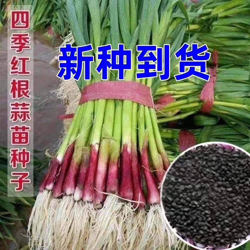 大宽叶红皮蒜种子四季播种红头青蒜硬叶蒜薹硬杆无苔蒜籽