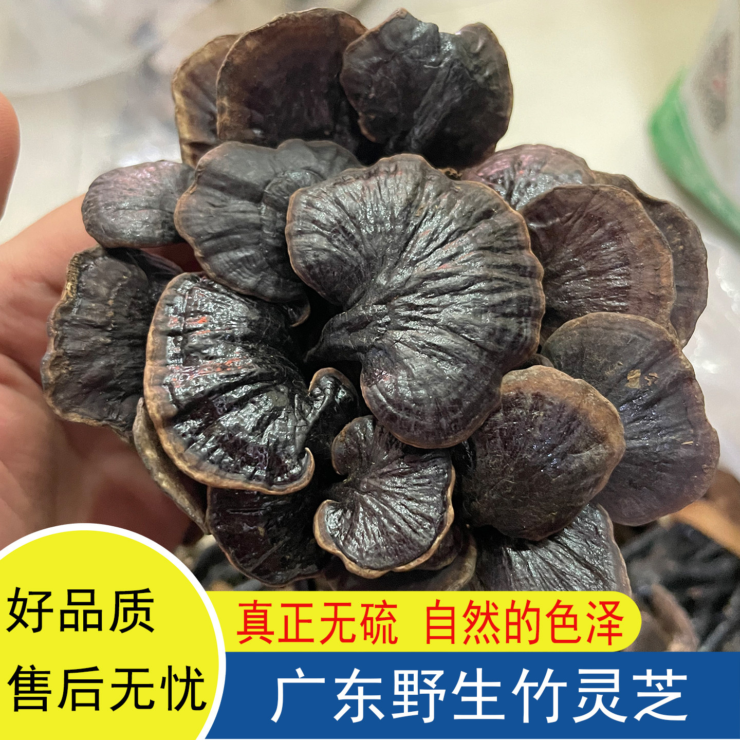 正宗天然野生竹灵芝广东煲汤料干货泡水泡酒无硫晒干正品微苦回甘