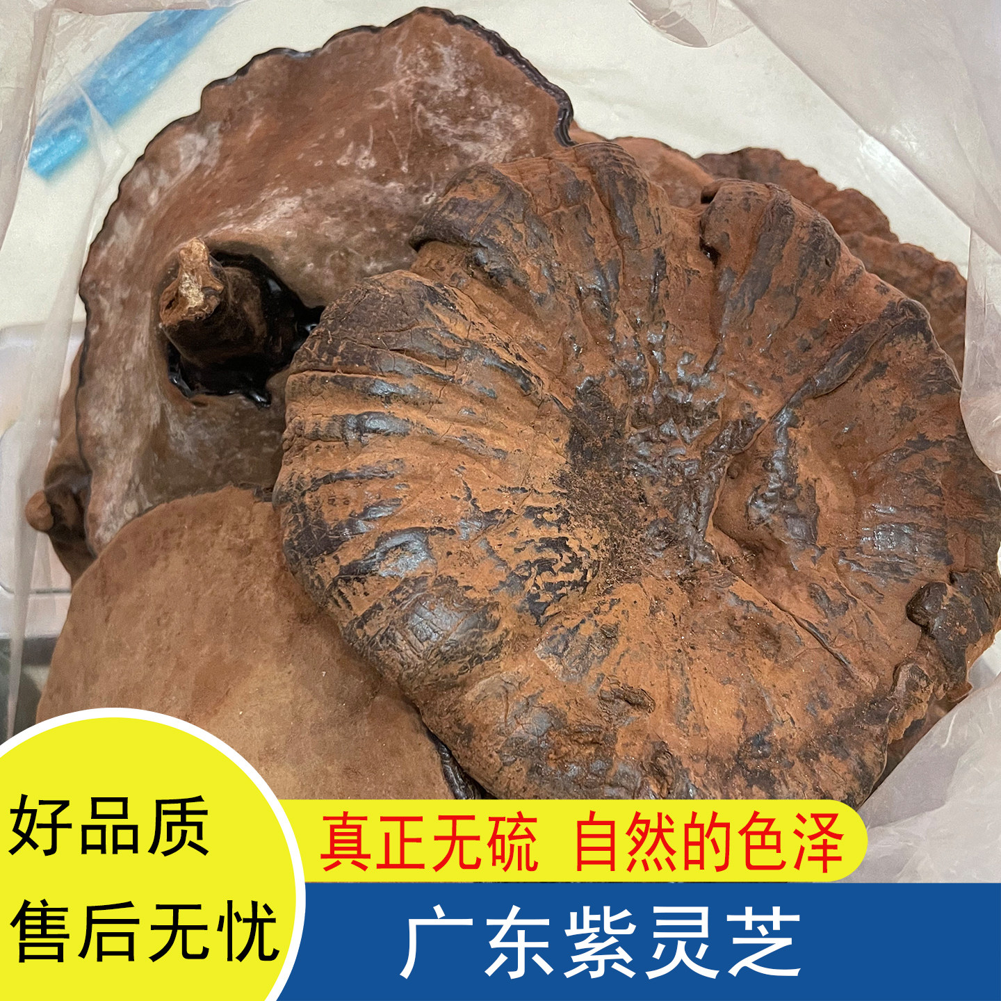 广东紫灵芝干货晒干煲汤无硫无添加泡水泡酒整支不苦天然正宗灵芝