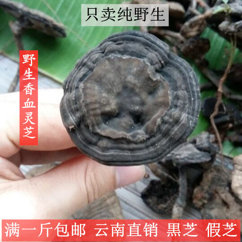 野生黒芝云南纯野生血灵芝黑灵芝皱盖假芝血芝乌芝黑肉香血灵芝