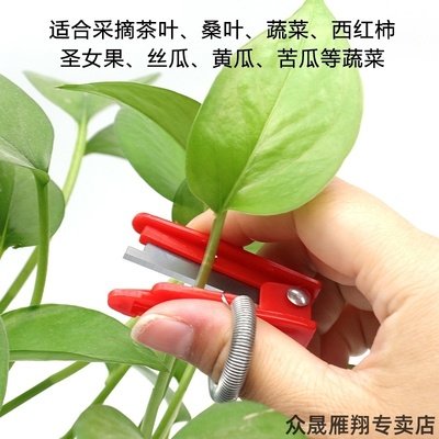 桑叶苹果豇豆豆角去皮多