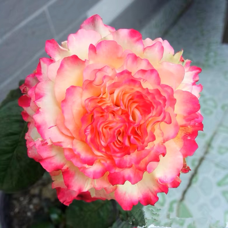 许木木-大花波浪边多季节重复