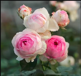 维萨里浓香欧月盆栽花苗特别漂亮多头勤花丰花多季节开花-许木木