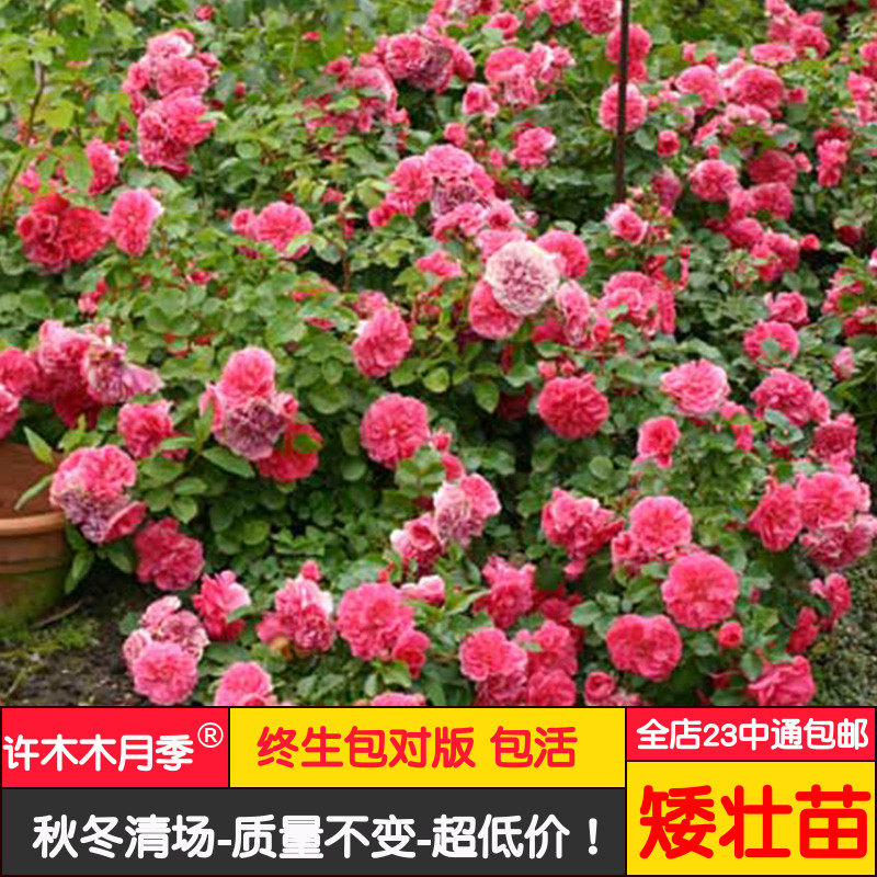 粉天鹅可垂吊的小藤本地被月季庭院多季浓香绿植花卉小苗-许木木