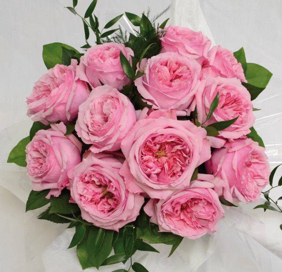 许木木玫瑰月季大花灌木