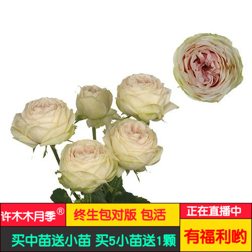 月季欧月象牙蕾丝象牙花边荷兰切花奶油色多季节开花适合盆栽