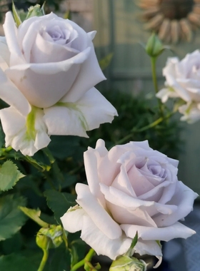 蓝色格劳恩 大地之蓝特别蓝特别勤花近蓝色品种盆栽大花对版月季