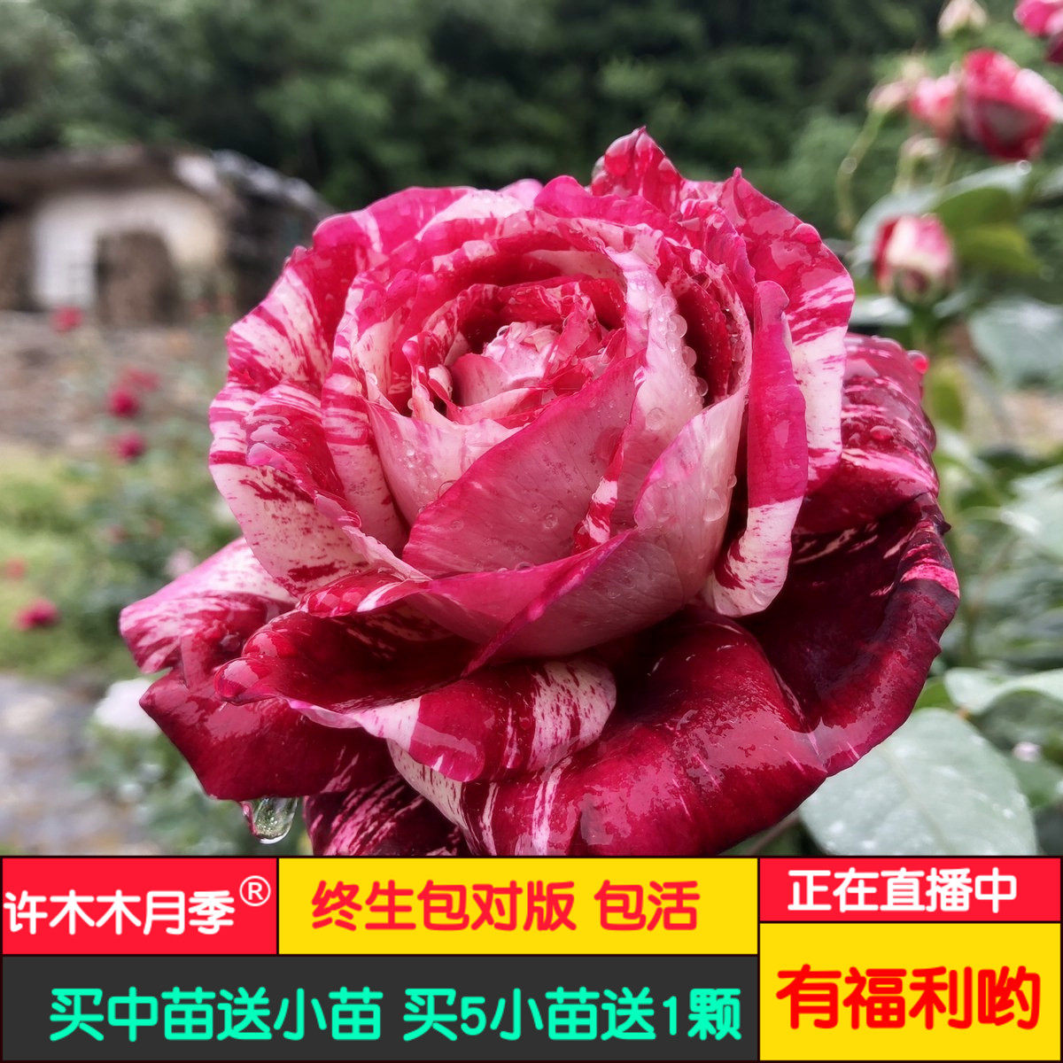 胡里奥欧月大花条纹不垂头灌木月季适合盆栽切花浓香-许木木月季