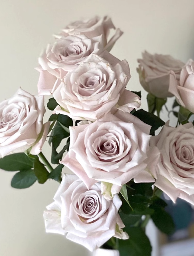 许木木月季玫瑰大花复古