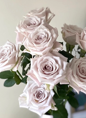 曼塔新品直立切花复古灰色调多季开花玫瑰花苗盆栽-许木木