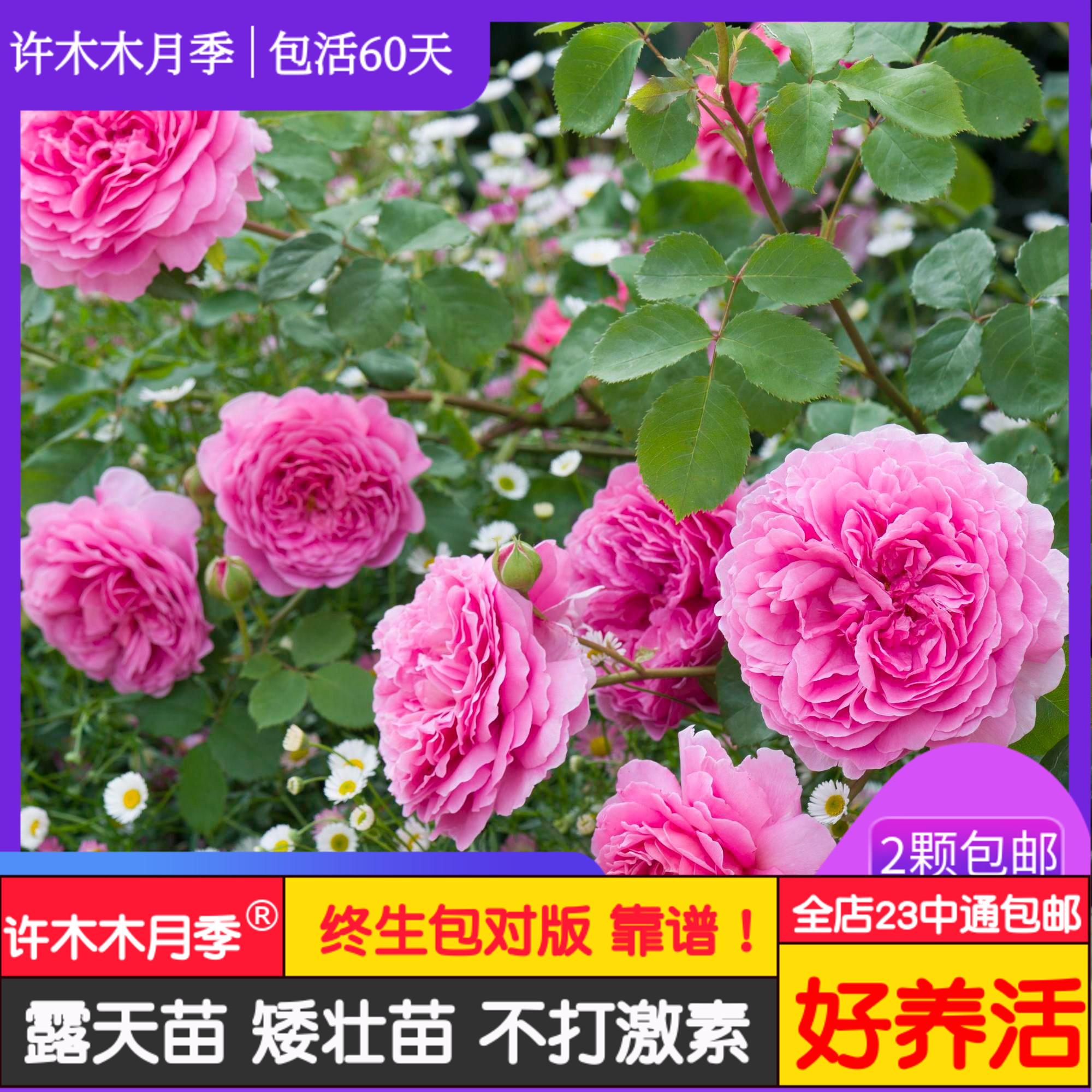 肯特公主 奥斯汀盆栽月季庭院种植浓香味抗病性强适合花园-许木木