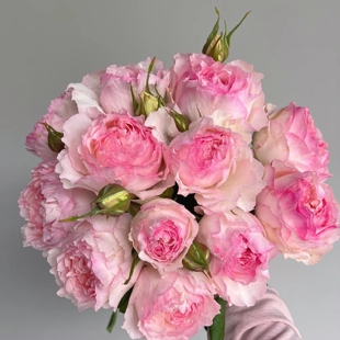 佩尔朱克新品日月月季花苗切花玫瑰花苗大花水果香（枝细）