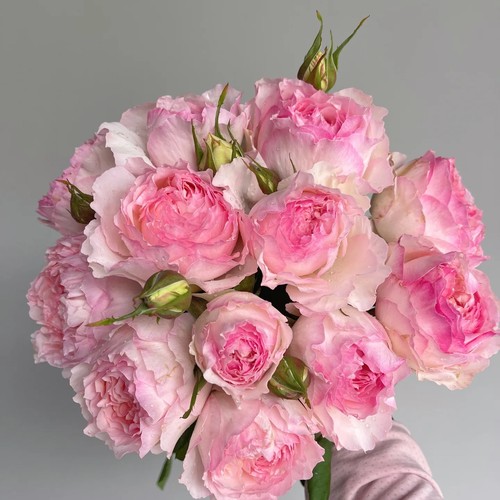 朱佩尔朱克新品水果香大花