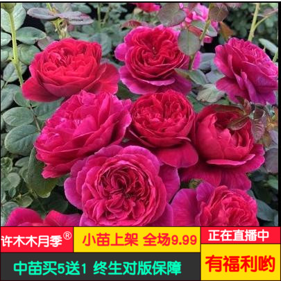 许木木月季玫瑰浓香多季节