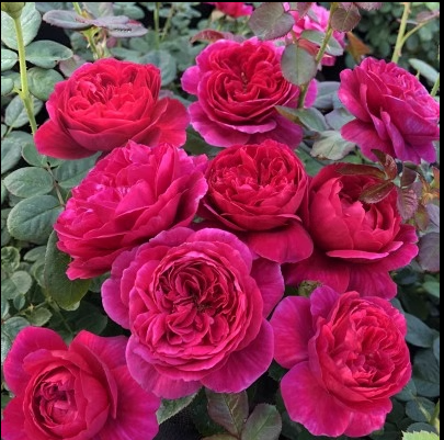 许木木月季玫瑰浓香多季节