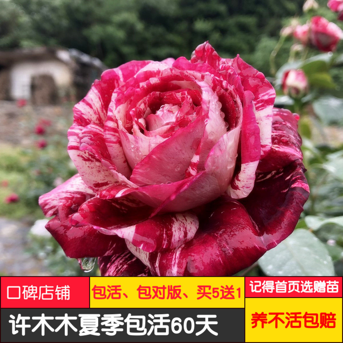 胡里奥欧月大花条纹不垂头灌木月季适合盆栽切花浓香-许木木月季