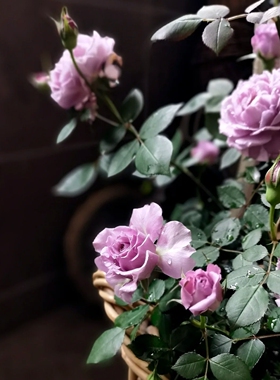 薰衣草水晶蓝紫色微型月季爆花抗性好包对版露天苗阳台庭院盆栽