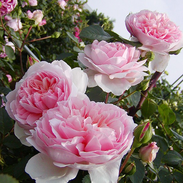 许木木月季浓香多季节开花