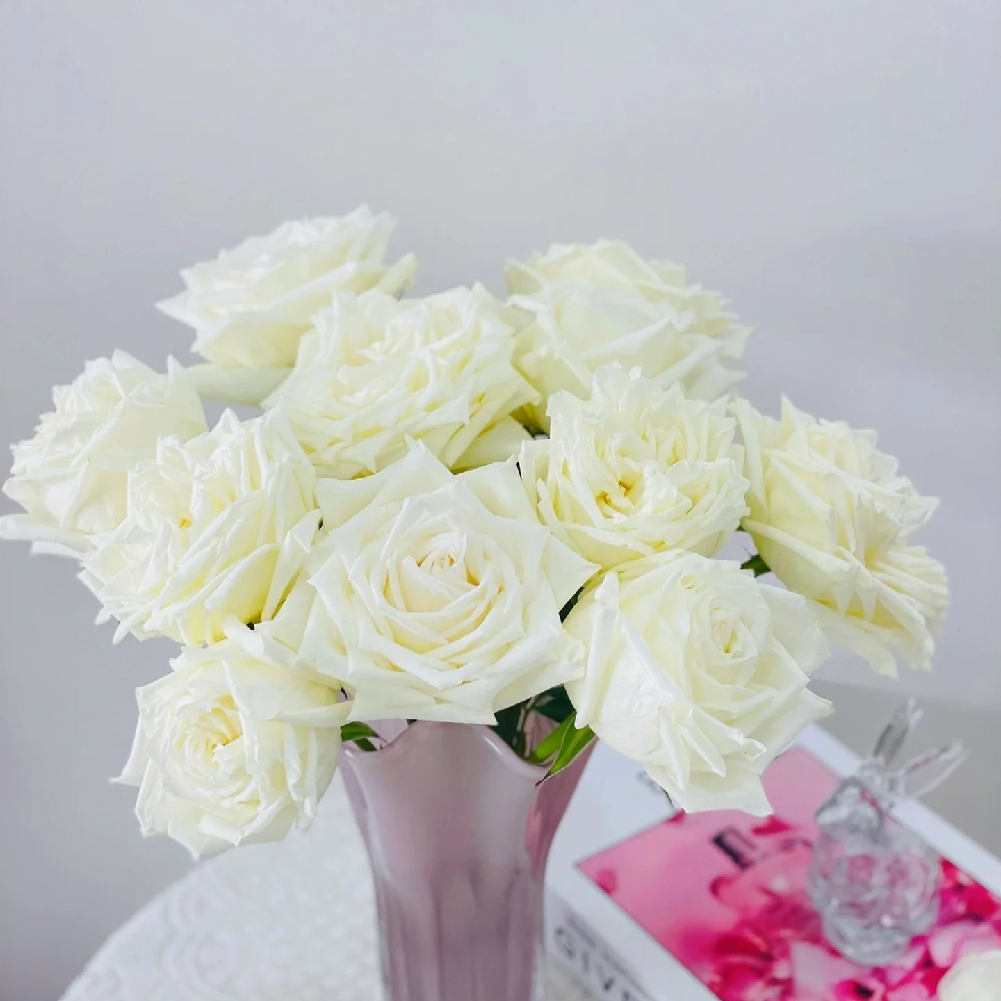 坦尼克白色大花切花盆栽月季