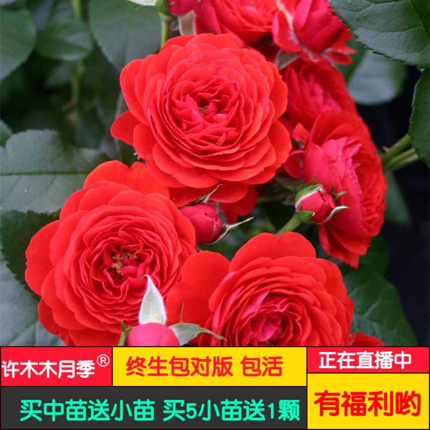 奇卡门廊庭院月季多季开放玫瑰月季小苗大花量浓香抗病-许木木