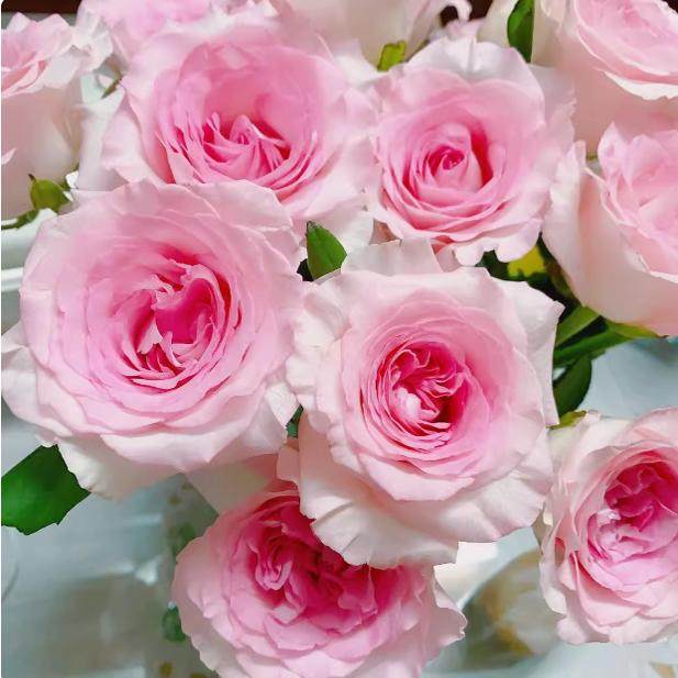 洛神新品切花月季灌木直立耐开四季阳台庭院玫瑰盆栽植物-许木木,鲜花速递/花卉仿真/绿植园艺,月季/蔷薇/玫瑰,淘宝优惠券,粉丝福利购,淘宝优惠卷