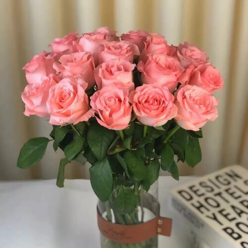 许木木月季玫瑰多季节开花