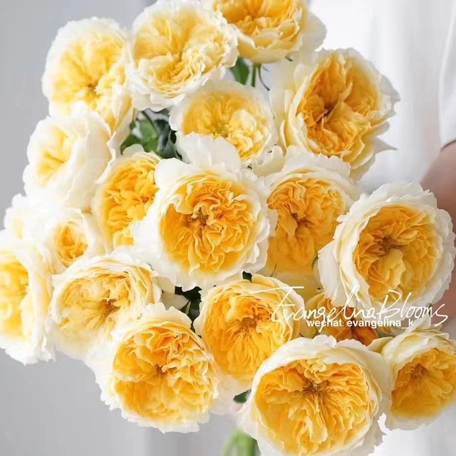 碧翠丝月季蜂蜜丁香花盆栽