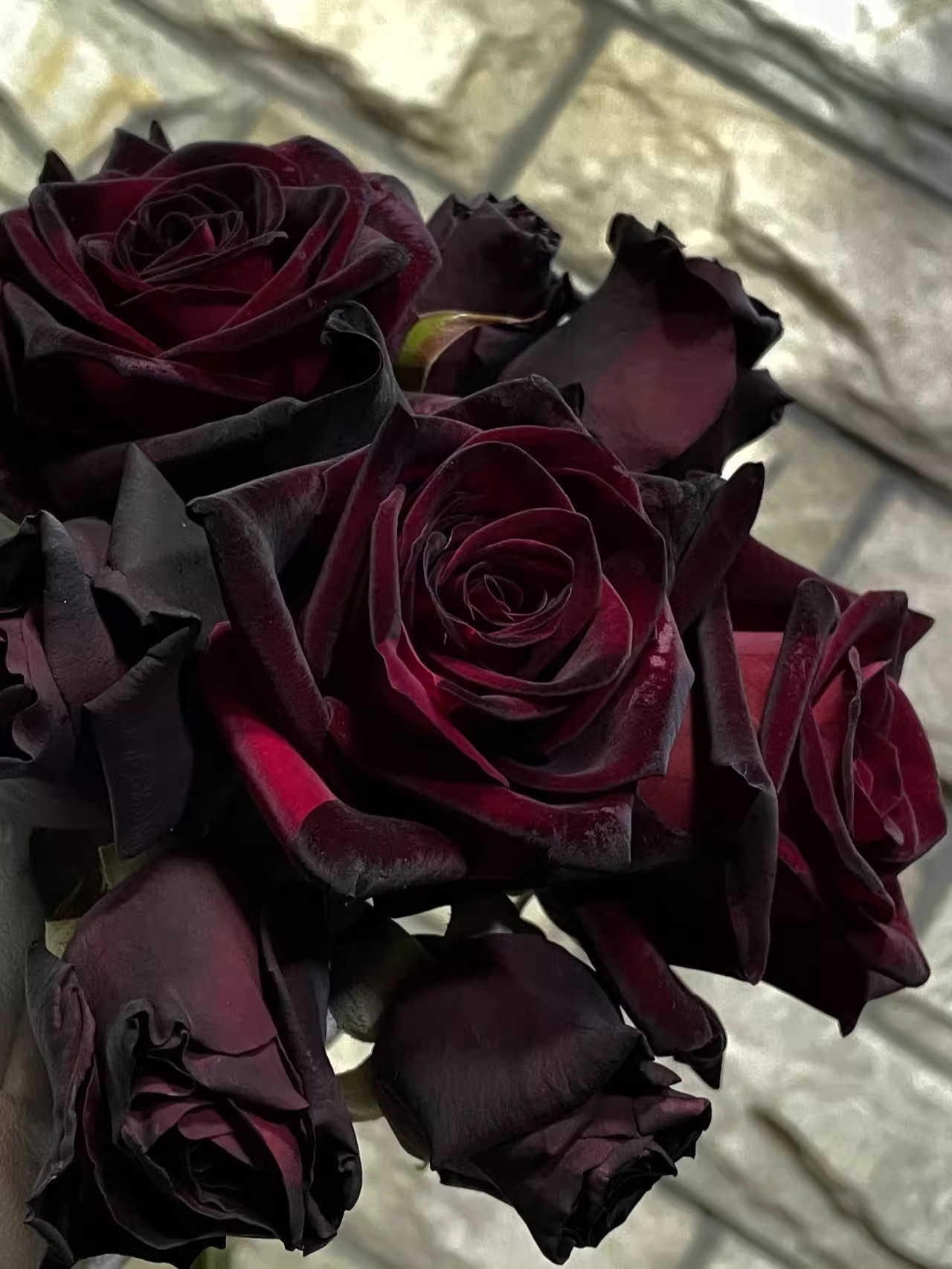 许木木月季玫瑰黑色丝绒