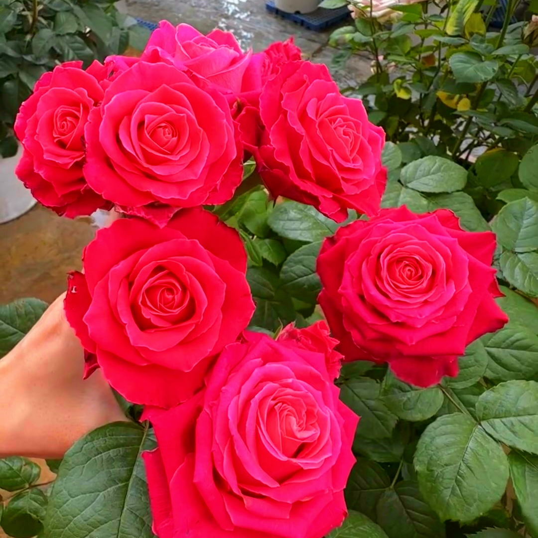 欧月大花花期长抗性好适合盆栽