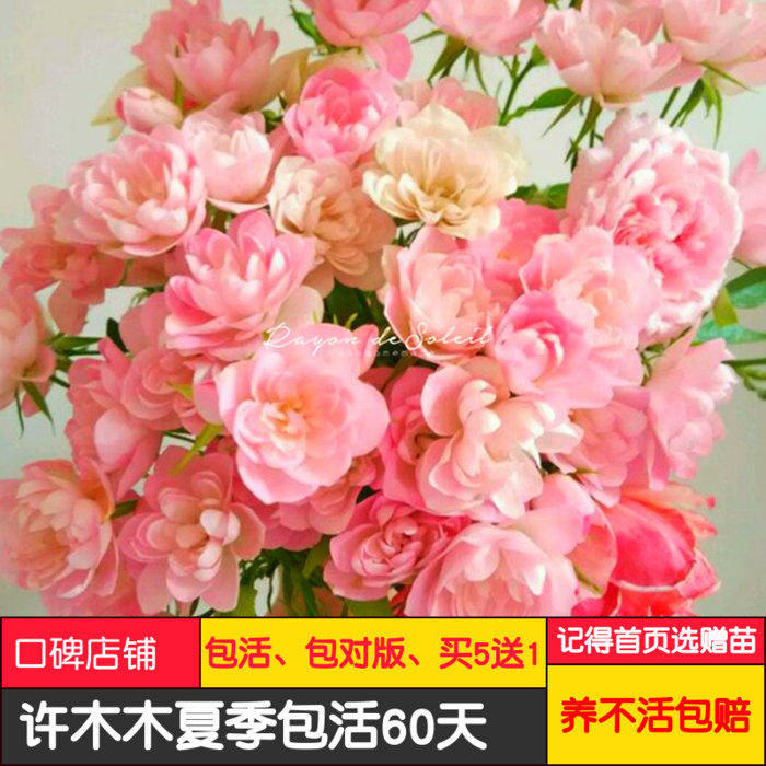 繁星爆盆荷花窗台微型月季