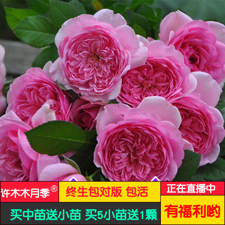 庞巴度夫人玫瑰 欧月戴尔巴德月季浓香多季勤花大花灌木-许木木