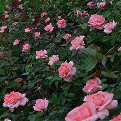 红宝石四季开花欧月耐热浓香抗病