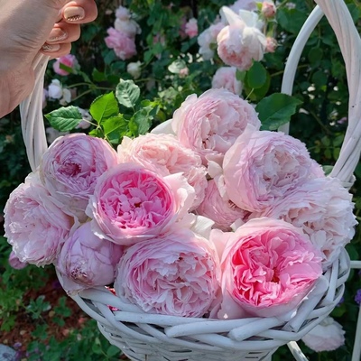 基伍玫瑰盆栽欧月英国强香多