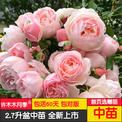 河马藤本月季大花强香集群杯状