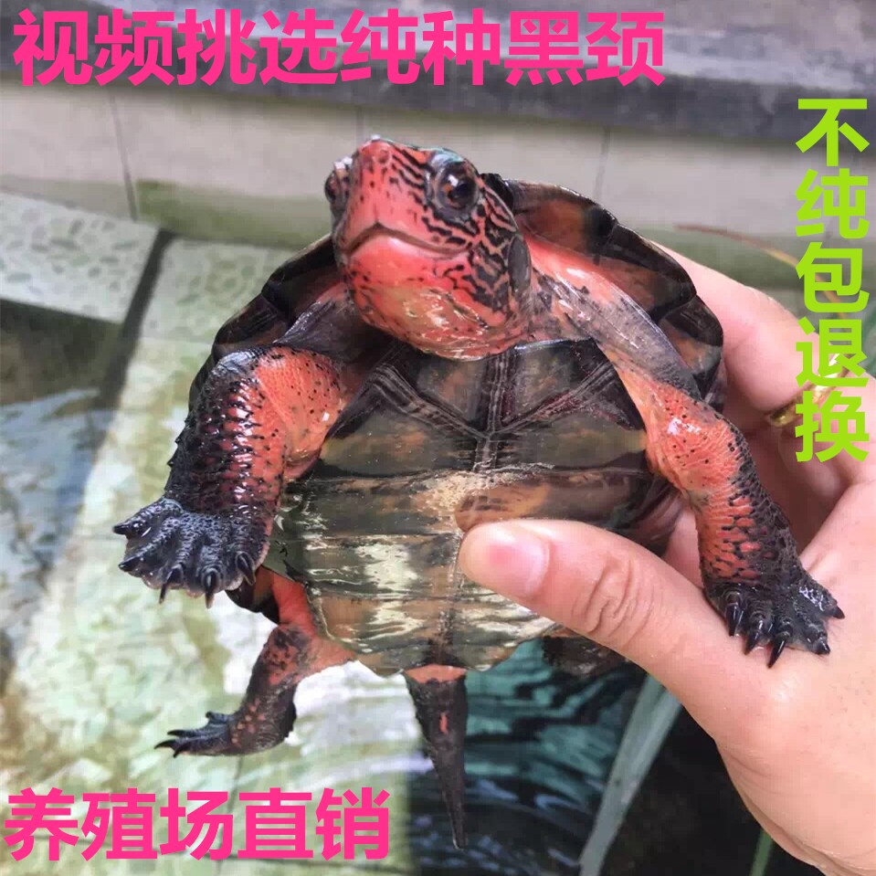 纯种黑颈龟乌龟藿香龟韶关黑颈龟广西黑颈龟海南黑颈龟包邮送龟粮