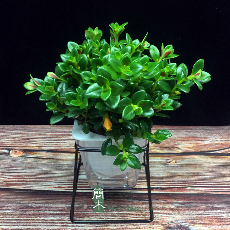 金鱼花盆栽袋鼠兰小叶吊兰植物室内花卉净化空气吸甲醛水培绿植