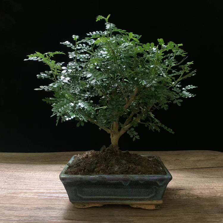清香木老桩盆景阳台好养胡椒木室外驱蚊草盆栽喜水植物造型绿植