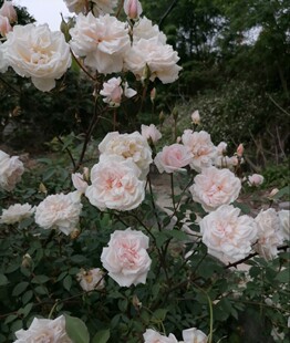 古老月季屏东月季