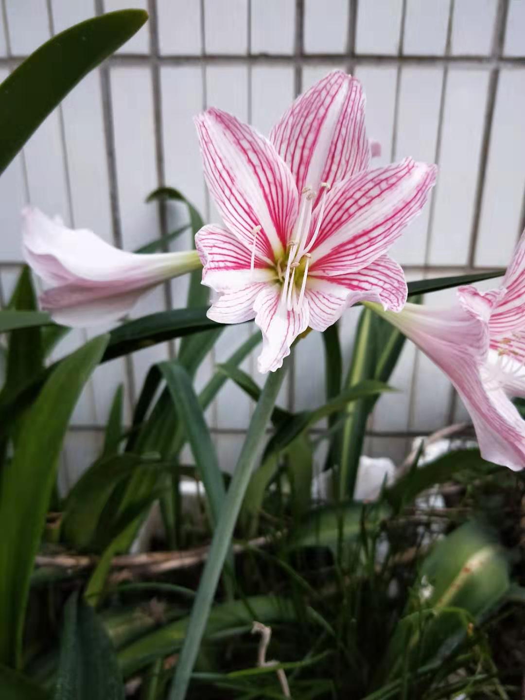 朱顶红白肋球茎可观花观叶 南方一年两季花,花型秀气淡雅土脱俗