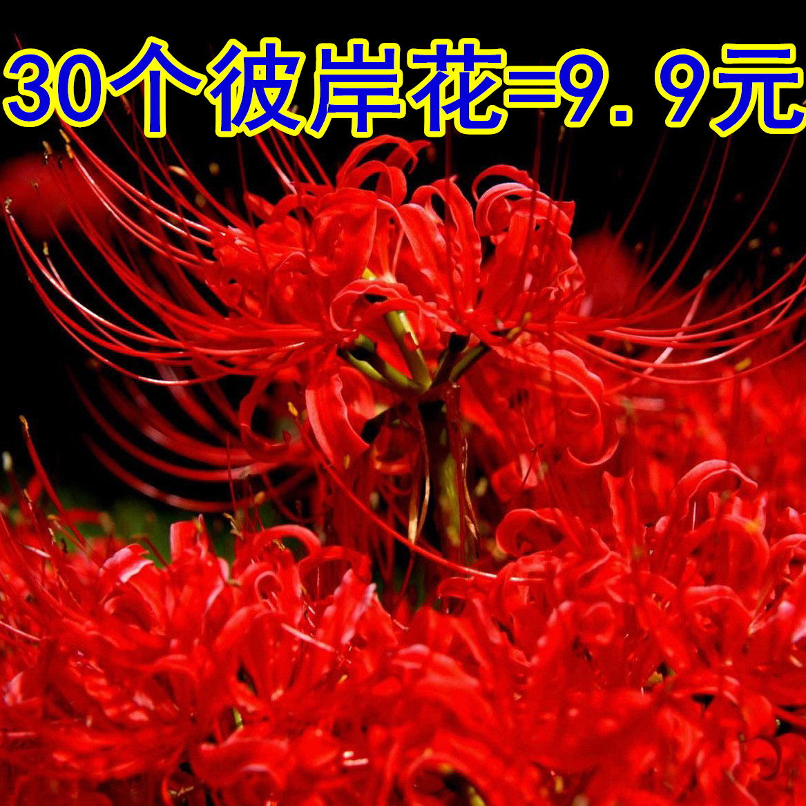 石蒜彼岸花价格 石蒜彼岸花图片 星期三