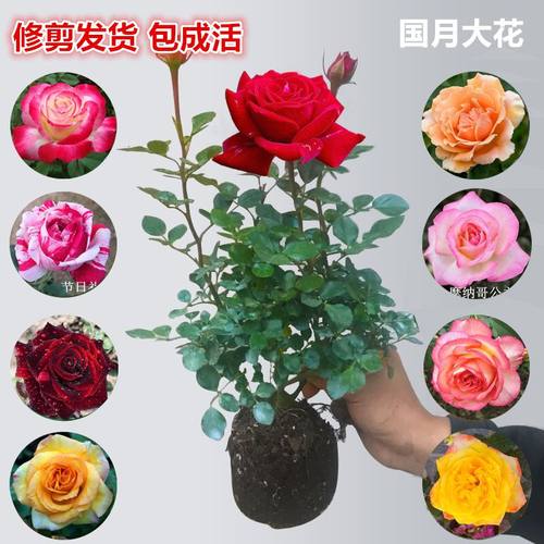 大花扇多少钱 大花扇价格 小麦优选