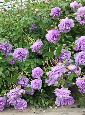 蓝色阴雨月季藤本