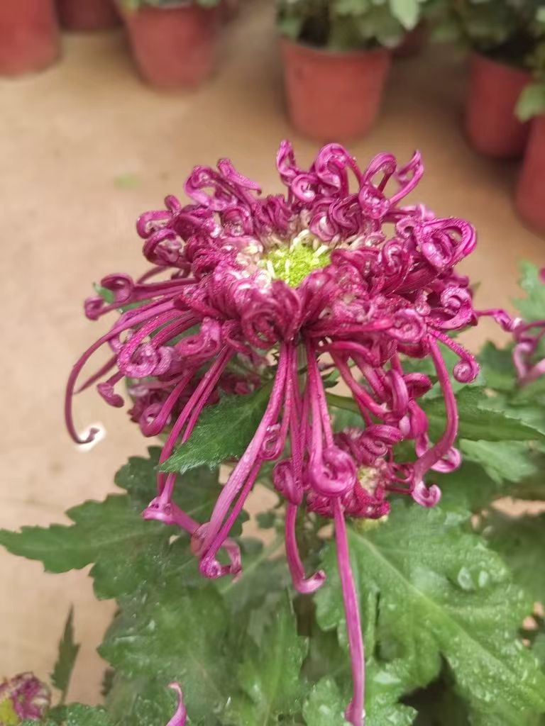 紫丝菊花苗金丝菊牡丹菊盆栽地栽种植驱蚊耐寒耐热