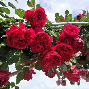 蒂娜藤本月季当年开花月季花苗盆栽地栽庭院植物