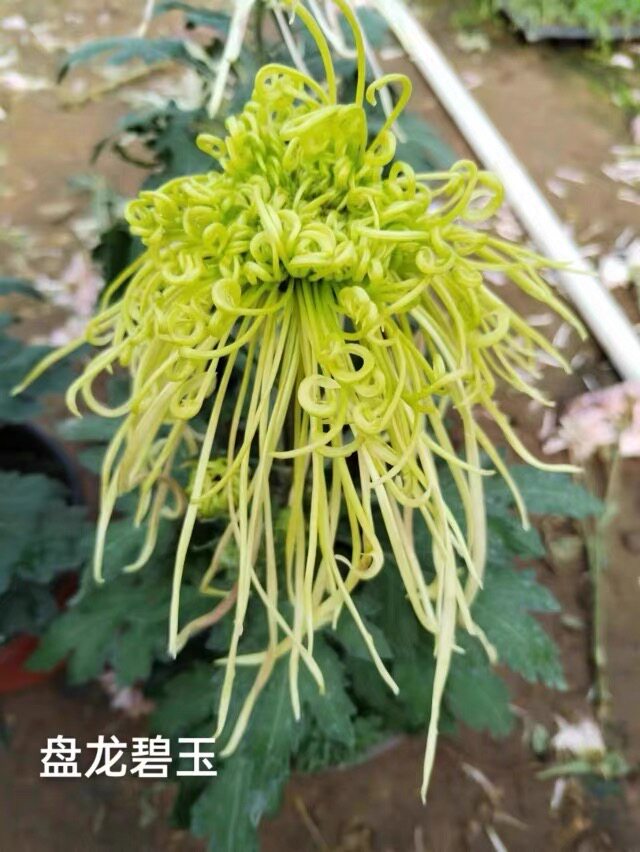 盘龙碧玉菊花苗盆栽带花苞球菊九月菊大花苗耐寒庭院好图片