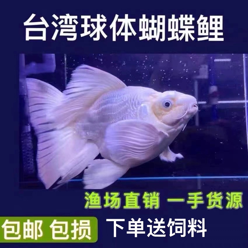 台湾狮子头蝴蝶鲤淡冷水观赏鱼球体短身石膏白长尾锦鲤苗金鱼活体