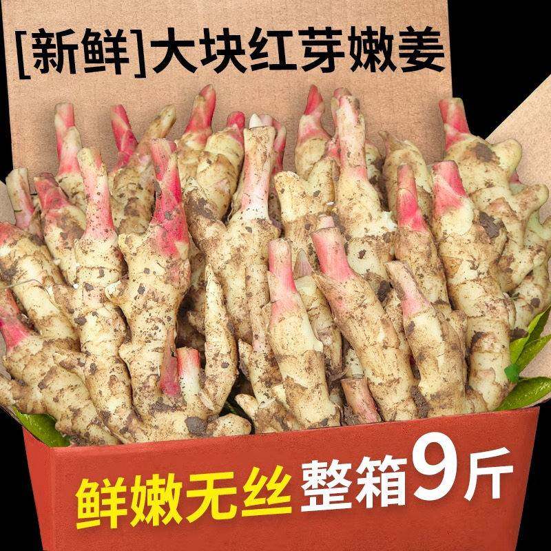 新鲜嫩姜 农家现挖红芽仔姜 皮薄肉嫩 辛辣柔和 腌制糖醋姜优选